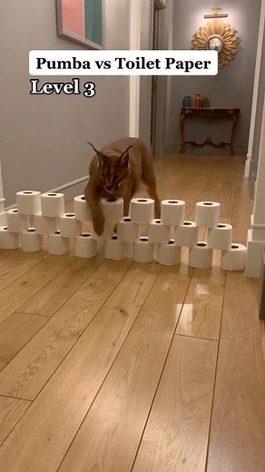 Pumba Caracal | Happy Floppa Friday! This Friday Pumber is trying to get over this annoying toilet paper wall😸 Don’t forget to shop Pumba’s Merch at... | Instagram