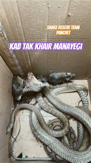 snake rescue Team panchet Dam