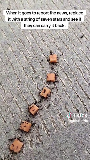 Hilarious Ant Jokes: Funny Moments with The Ants 🐜
