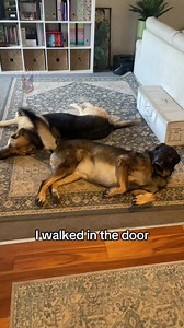 Voice Activated Tail Wagging Fun with My German Shepherd