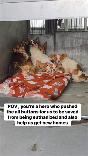 Huddled together in tiny, trembling piles, these 30 Chihuahuas cling to each other for comfort, their little bodies pressing close because right now, each other is all they have. Every shiver, every fearful glance tells the story of dogs who have been neglected and abandoned, suddenly thrust from a hoarding home into an overcrowded, high-risk shelter—a place full of noises, smells, and strangers that terrify them. Many are emaciated, some trembling so violently it’s clear how scared they are, ye