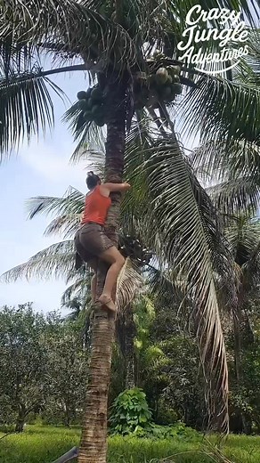 1.3M views · 33K reactions | Tall Coconut Climb = Massive Nut Haul! 便 #JungleLife #CoconutHarvest #offgridliving | Crazy jungle adventures | Facebook