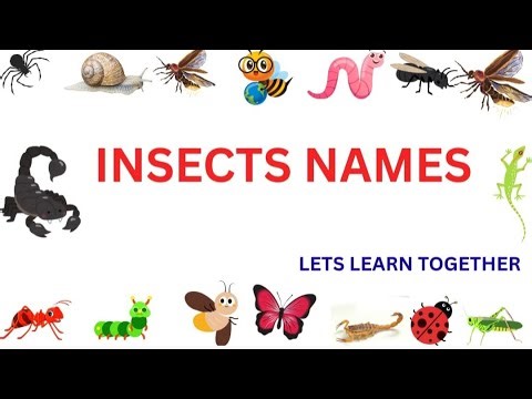 insect name in english/ Insects names/Insects/Insects name for kids/poochikalin peyargal