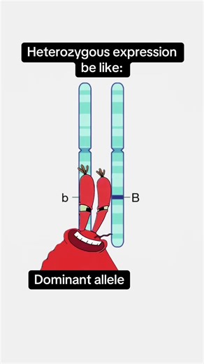 #genetics #biology #science #teaching #stem