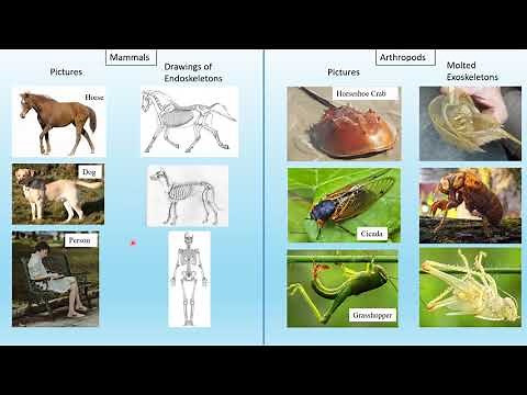 Content Explanation Video Endoskeletons and Exoskeletons