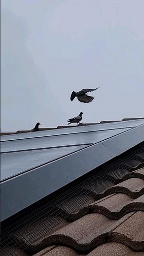 How to keep pigeons or birds off the roof | Birds hate this | Bird Netting | Bird Proofing