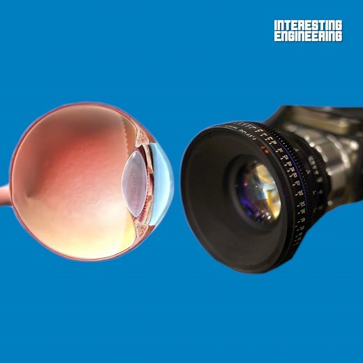 285K views · 2.1K reactions | The similarities between the human eye and digital cameras  | Interesting Engineering | Facebook