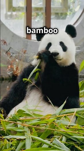 Giant Pandas Poop 40 Times a Day! 🐼💩