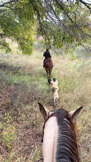 Sunday stroll getting the hog dogs in shape | Robyn Taylor