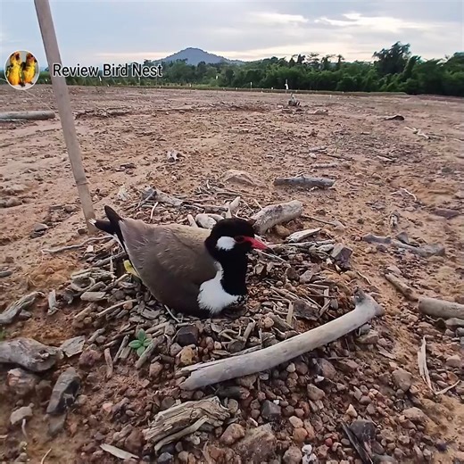 #ep3 Red-wattled lapwing Bird Protect her eggs in the nest well | Review Bird Nest