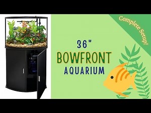 36 Gallon Bow Front Aquarium from Petsmart | New Setup