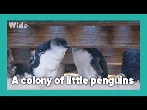 Phillip Island: A home to little blue penguins | WIDE