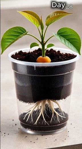 Apricot Fruit Growth in a Transparent Pot 🌱 Seed to Fruit