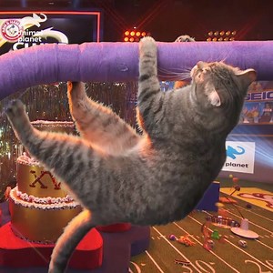 The talent! The grace! The energy! This year’s Kitty Halftime performance will leave you SHOOK! #PuppyBowlXV | Animal Planet