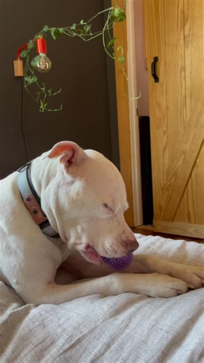 Adorable Pibble Dog Meme with Pacifier Compilation
