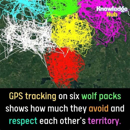 GPS tracking on six wolf | Knowledge Hub | Facebook