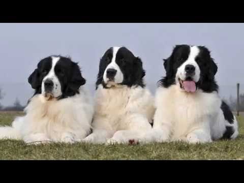 Landseer Newfoundland - large dog breed