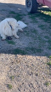 290K views · 14K reactions | Theres just something special about Great Pyrenees 殺♥️ | Fixedblade0124 | Facebook