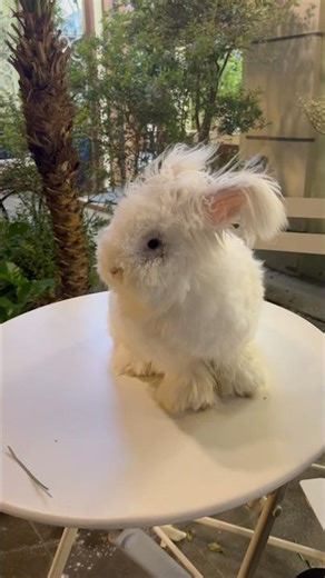 Cutest Fluffy Rabbit You’ll Ever See ❤️🐰