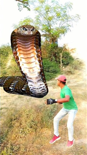 Anaconda snake in real life P219#shorts #short #snake #nagin #python #anaconda #snakes #bigsnake