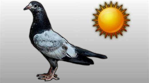 59K views · 6K reactions | Baby Pigeon Care in Hot Weather  Youtube Channel : https://youtube.com/c/ChSakhiMuhammadBhatti | Ch Sakhi Muhammad Bhatti | Facebook