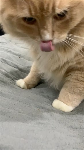 Coco Cat Enjoying Some Treats to Bring You Kitty Eating Sounds 🐈 💤 #asmr #relax #cat #eating