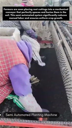 Semi Automated Ginger Planting Machine