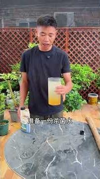 河沙扦插三角梅粗枝完整教程，粗杆生根快、當年開花#扦插#三角梅#花卉綠植#養花小技巧#愛生活愛養花
