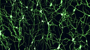 Scientists have built an artificial human brain cell