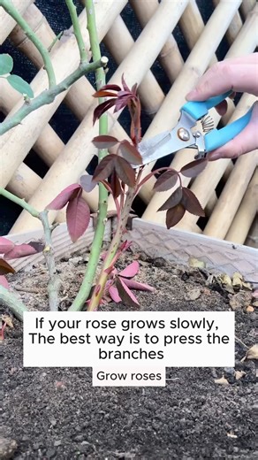 rose care tips #backyardgardening #gardeninglife #vegetablegardening #vegetablegarden #gardeningtips #gardeninglove #organicgardening #gardensofinstagram #gardenideas #urbangardening #gardeningistherapy #gardeninggoals #homegardening #gardeninspiration #lovegardening #gardeningisfun #countrygarden #veggiegarden #happygardening | Pro Gardening