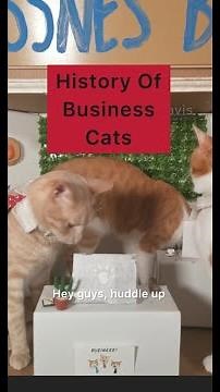History Of Business Cats