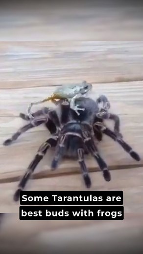 The unconventional friendship between Tarantulas 🕷️ and Frogs 🐸 #tarantulas #spiders #frogs #bestbuds #nature #natureisawesome #prey #predator #friendship #pet #interestingfacts #mutualrelationship
