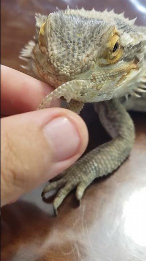 PEELING BEARDED DRAGON EXTRA CRUNCHY MOUTH AND EAR SHED!! #shorts