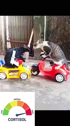 #ฟีดดดシ #แมวน่ารัก