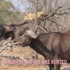 1.2M views · 66 reactions | Unbelievable, the desperate Lion lay on the high branch. | Eagle Cam | Facebook