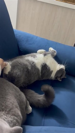 ABBI BETTY BABY BLUE y su hermano ABBI BOKU EUDORO en su hogar en 🇨🇴 Bogotá, Colombia. Gracias Angie por amarlos tanto | ABBI British Shorthair Gatos Britanicos de Pelo Corto