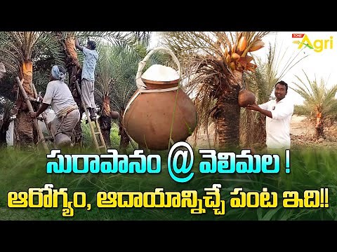 Eetha Kallu, Toddy | Palm Trees Cultivation | సురాపానం..! ఆరోగ్యం, ఆదాయానిచ్చే పంట.. Tone Agri