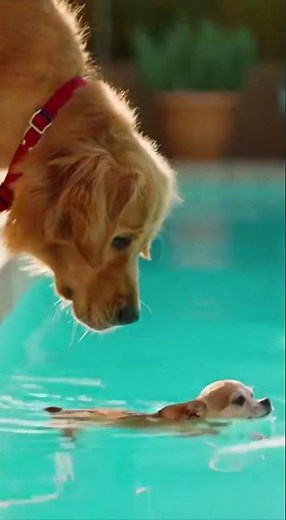 Cute Puppy Swimming for the First Time 🥺🐶