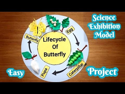 Lifecycle Of Butterfly Model | Lifecycle Of Butterfly Project | Science Exhibition Model #science