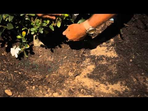 How to Transplant a Gardenia Bush : Garden Savvy