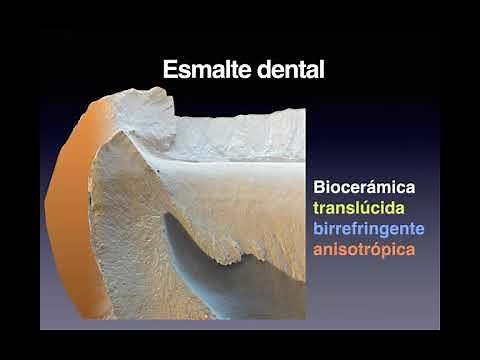 Histología del Esmalte Parte 1