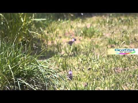 Treile, Queltehue, Tero (Vanellus chilensis)