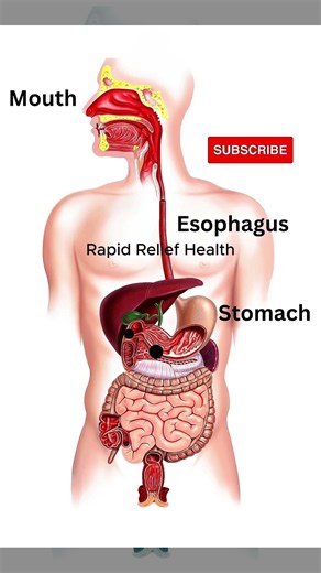 Digestive System Animation | How Food Travels Through the Human Digestive System