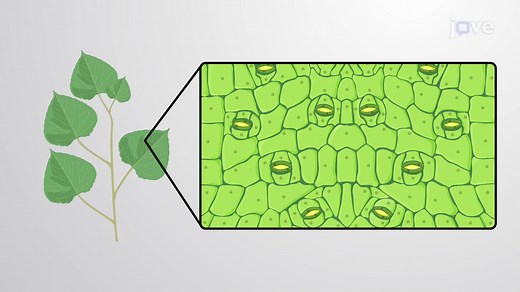 Video: Ion Channels