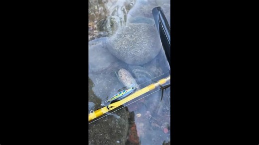 BFS Trout Fishing with a 4’10” Eagle Claw Featherlight Casting Rod! | Eagle Claw Fishing