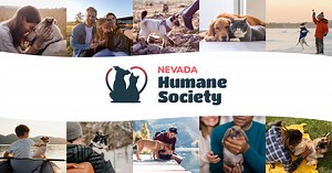 Success Stories Archives - Nevada Humane Society