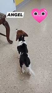Angel, a beagle mix puppy, will soon be available for adoption. Please fill out an application on our website if you're interested! Look for it on the Adoptable Dogs page of waupacahumane.org | Waupaca Humane- Humane Society of Waupaca County