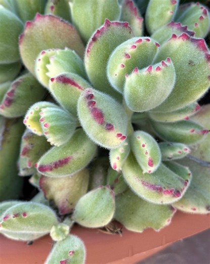 Variegated Bear’s Paw, Cotyledon Tomentosa, Potted Small Succulent, Cute Plant in 2'', 4'' - Etsy