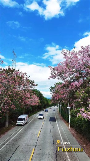 🤩 🌼 🌺 It's a sight to behold! 😘 Recently, Fuzhou's autumn scenery has been transformed with a sea of flowers, with blooms lining the main road and light filling the journey! ❤ 🥰 #Flowers #Autumn #Fuzhou #RefreshingFujian China Fuzhou Refreshing Fujian 清新福建 Amazing China Beautiful places in China China Plus Culture CulturalChina 和合文化全球论坛 Hehe Culture Global Forum Green China China Pictorial Explore New China Towns IHenan See the elephant iHebei iluoyang Jiangsu, China HiHainan Hi Jiangxi Con
