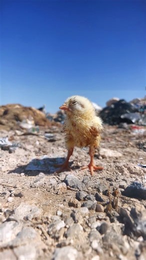 Kinder World on Instagram: "Why are male chicks treated like trash? 😢"